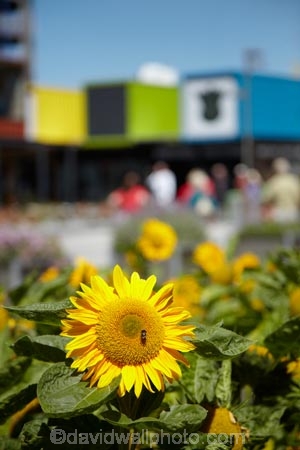 arcade;arcades;boutique;boutiques;Canterbury;Cashel-Mall;Cashel-St-Mall;Cashel-Street-Mall;Christchurch;commerce;commercial;container;container-mall;containers;flower;flower-garden;flower-gardens;flowers;Helianthus-annuus;mall;malls;N.Z.;New-Zealand;NZ;people;person;plaza;plazas;pop-up-mall;pop_up-mall;Re:START-container-mall;Re:START-mall;restart-mall;retail;retail-store;retailer;retailers;S.I.;shipping-container;shipping-containers;shop;shoppers;shopping;shopping-arcade;shopping-arcades;shopping-center;shopping-centers;shopping-centre;shopping-centres;shopping-mall;shopping-malls;shops;South-Is;South-Island;steet-scene;store;stores;street-scenes;sun-flower;sun-flowers;sunflower;sunflowers;yellow