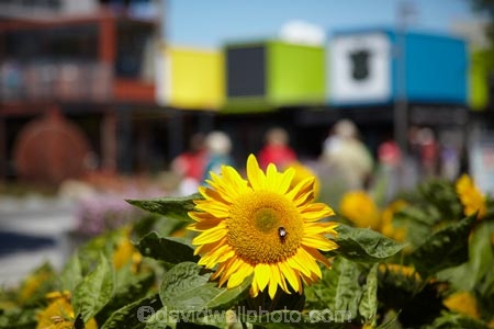 arcade;arcades;boutique;boutiques;Canterbury;Cashel-Mall;Cashel-St-Mall;Cashel-Street-Mall;Christchurch;commerce;commercial;container;container-mall;containers;flower;flower-garden;flower-gardens;flowers;Helianthus-annuus;mall;malls;N.Z.;New-Zealand;NZ;people;person;plaza;plazas;pop-up-mall;pop_up-mall;Re:START-container-mall;Re:START-mall;restart-mall;retail;retail-store;retailer;retailers;S.I.;shipping-container;shipping-containers;shop;shoppers;shopping;shopping-arcade;shopping-arcades;shopping-center;shopping-centers;shopping-centre;shopping-centres;shopping-mall;shopping-malls;shops;South-Is;South-Island;steet-scene;store;stores;street-scenes;sun-flower;sun-flowers;sunflower;sunflowers;yellow