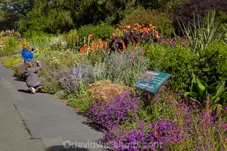 Botanic-Garden;Botanic-Gardens;Botanical-Garden;Botanical-Gardens;Canterbury;Christchurch;Christchurch-Botanic-Gardens;Christchurch-Botanical-Gardens;Christchurch-Gardens;floral;flower;flower-bed;flower-beds;flowers;garden;gardens;Hagley-Park;Herbaceous-Border;N.Z.;New-Zealand;NZ;people;person;S.I.;SI;South-Is;South-Island
