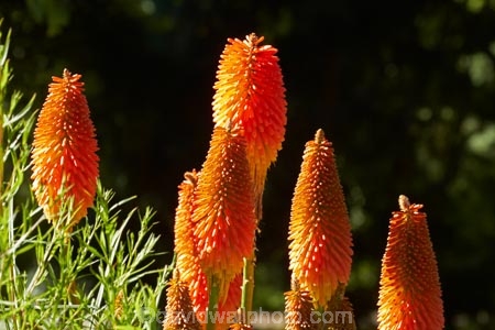 Botanic-Garden;Botanic-Gardens;Botanical-Garden;Botanical-Gardens;Canterbury;Christchurch;Christchurch-Botanic-Gardens;Christchurch-Botanical-Gardens;Christchurch-Gardens;floral;flower;flowers;garden;gardens;Hagley-Park;Kniphofia;N.Z.;New-Zealand;NZ;orange;orange-flower;orange-flowers;Poker-plant;Red-hot-poker;Red-hot-poker-flowers;S.I.;South-Is;South-Island;Torch-lily;Tritoma