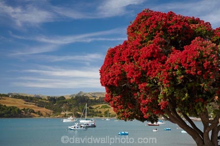 Akaroa;Akaroa-Harbor;Akaroa-Harbour;Banks-Peninsula;Canterbury;dock;docks;flower;flowers;jetties;jetty;metrosideros-excelsa;N.Z.;native;native-plant;native-plants;New-Zealand;NZ;pier;piers;plant;plants;pohutakawa;pohutakawas;pohutukawa;pohutukawa-flower;pohutukawa-flowers;pohutukawa-tree;pohutukawa-trees;pohutukawas;quay;quays;S.I.;SI;South-Is;South-Island;summer;tree;trees;waterside;wharf;wharfes;wharves