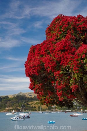 Akaroa;Akaroa-Harbor;Akaroa-Harbour;Banks-Peninsula;Canterbury;dock;docks;flower;flowers;jetties;jetty;metrosideros-excelsa;N.Z.;native;native-plant;native-plants;New-Zealand;NZ;pier;piers;plant;plants;pohutakawa;pohutakawas;pohutukawa;pohutukawa-flower;pohutukawa-flowers;pohutukawa-tree;pohutukawa-trees;pohutukawas;quay;quays;S.I.;SI;South-Is;South-Island;summer;tree;trees;waterside;wharf;wharfes;wharves