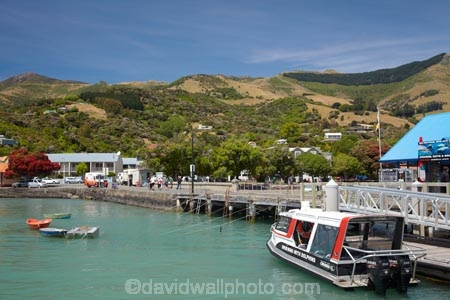 Akaroa;Akaroa-Harbor;Akaroa-Harbour;Banks-Peninsula;Canterbury;N.Z.;New-Zealand;NZ;S.I.;South-Is;South-Island;swimming-with-dolphins-boat
