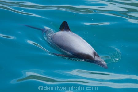 Akaroa;Akaroa-Harbor;Akaroa-Harbour;Banks-Peninsula;Canterbury;Cephalorhynchus;Cephalorhynchus-hectori;cetacean;cetaceans;dolphin;dolphins;Hectors-dolphin;Hectors-dolphin;mammal;mammals;marine-mammal;marine-mammals;N.Z.;New-Zealand;NZ;S.I.;South-Is;South-Island;wildlife