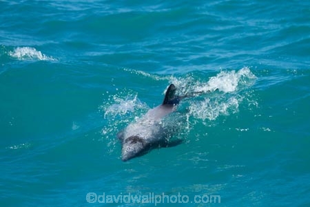 Akaroa-Harbor;Akaroa-Harbour;Canterbury;Cephalorhynchus;Cephalorhynchus-hectori;cetacean;cetaceans;dolphin;dolphins;Hectors-dolphin;Hectors-dolphin;mammal;mammals;marine-mammal;marine-mammals;N.Z.;New-Zealand;NZ;S.I.;SI;South-Is;South-Island;wildlife