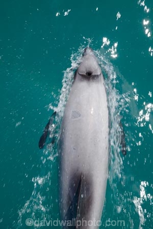 Akaroa;Akaroa-Harbor;Akaroa-Harbour;Banks-Peninsula;Canterbury;Cephalorhynchus;Cephalorhynchus-hectori;cetacean;cetaceans;dolphin;dolphins;Hectors-dolphin;Hectors-dolphin;mammal;mammals;marine-mammal;marine-mammals;N.Z.;New-Zealand;NZ;S.I.;South-Is;South-Island;wildlife