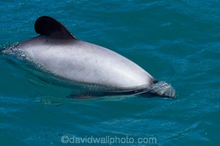 Akaroa-Harbor;Akaroa-Harbour;Canterbury;Cephalorhynchus;Cephalorhynchus-hectori;cetacean;cetaceans;dolphin;dolphins;Hectors-dolphin;Hectors-dolphin;mammal;mammals;marine-mammal;marine-mammals;N.Z.;New-Zealand;NZ;S.I.;SI;South-Is;South-Island;wildlife
