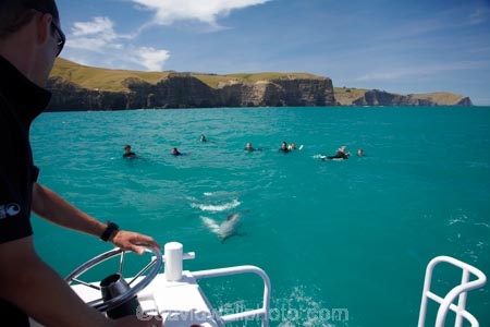 Akaroa-Harbor;Akaroa-Harbour;Canterbury;Cephalorhynchus;Cephalorhynchus-hectori;cetacean;cetaceans;dolphin;dolphins;Hectors-dolphin;Hectors-dolphin;mammal;mammals;marine-mammal;marine-mammals;N.Z.;New-Zealand;NZ;people;person;S.I.;SI;South-Is;South-Island;swim;swimming;tourism;tourist;tourists;wildlife