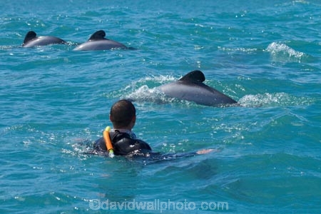 Akaroa-Harbor;Akaroa-Harbour;Canterbury;Cephalorhynchus;Cephalorhynchus-hectori;cetacean;cetaceans;dolphin;dolphins;Hectors-dolphin;Hectors-dolphin;mammal;mammals;marine-mammal;marine-mammals;N.Z.;New-Zealand;NZ;people;person;S.I.;SI;South-Is;South-Island;swim;swimming;swimming-with-dolphins;swimming-with-the-dolphins;tourism;tourist;tourists;wildlife