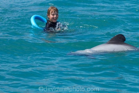 Akaroa-Harbor;Akaroa-Harbour;Canterbury;Cephalorhynchus;Cephalorhynchus-hectori;cetacean;cetaceans;dolphin;dolphins;Hectors-dolphin;Hectors-dolphin;mammal;mammals;marine-mammal;marine-mammals;N.Z.;New-Zealand;NZ;people;person;S.I.;SI;South-Is;South-Island;swim;swimming;swimming-with-dolphins;swimming-with-the-dolphins;tourism;tourist;tourists;wildlife
