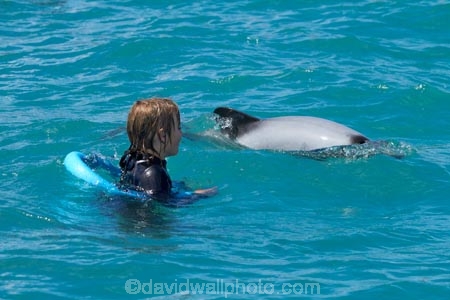 Akaroa-Harbor;Akaroa-Harbour;Canterbury;Cephalorhynchus;Cephalorhynchus-hectori;cetacean;cetaceans;dolphin;dolphins;Hectors-dolphin;Hectors-dolphin;mammal;mammals;marine-mammal;marine-mammals;N.Z.;New-Zealand;NZ;people;person;S.I.;SI;South-Is;South-Island;swim;swimming;swimming-with-dolphins;swimming-with-the-dolphins;tourism;tourist;tourists;wildlife