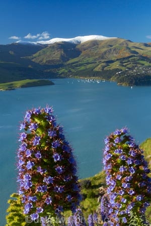 Banks-Peninsula;Boraginaceae;Canterbury;Chch;Christchurch;Diamond-Harbor;Diamond-Harbour;Echium;Echium-plant;Echium-plants;Echiums;Lyttelton-Harbour;N.Z.;New-Zealand;NZ;Port-Hills;Purau-Bay;purple-flower;purple-flowers;S.I.;seasonal;seasons;SI;South-Is;South-Island;spring;spring-time;Sth-Is