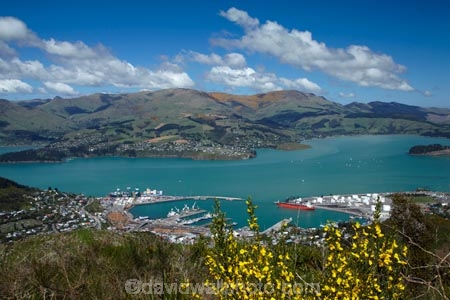 Banks-Peninsula;broom-plant;Canterbury;Chch;Christchurch;gondola-top-station;harbor;harbors;harbour;harbours;invasive-species;Lyttelton-Harbor;Lyttelton-Harbour;Lyttelton-Port;Mount-Cavendish;Mount-Cavendish-Gondola;Mt-Cavendish;Mt-Cavendish-Gondola;N.Z.;New-Zealand;noxious-weed;NZ;pest;Port-Hills;Port-of-Lyttelton;S.I.;SI;South-Is;South-Island;Sth-Is;top-station;yellow-flower;yellow-flowers