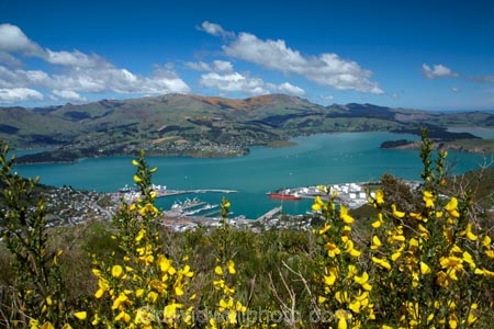 Banks-Peninsula;broom-plant;Canterbury;Chch;Christchurch;gondola-top-station;harbor;harbors;harbour;harbours;invasive-species;Lyttelton-Harbor;Lyttelton-Harbour;Mount-Cavendish;Mount-Cavendish-Gondola;Mt-Cavendish;Mt-Cavendish-Gondola;N.Z.;New-Zealand;noxious-weed;NZ;pest;Port-Hills;S.I.;SI;South-Is;South-Island;Sth-Is;top-station;yellow-flower;yellow-flowers