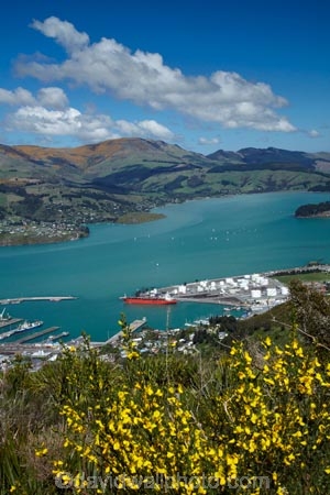 Banks-Peninsula;broom-plant;Canterbury;Chch;Christchurch;gondola-top-station;harbor;harbors;harbour;harbours;invasive-species;Lyttelton-Harbor;Lyttelton-Harbour;Lyttelton-Port;Mount-Cavendish;Mount-Cavendish-Gondola;Mt-Cavendish;Mt-Cavendish-Gondola;N.Z.;New-Zealand;noxious-weed;NZ;pest;Port-Hills;Port-of-Lyttelton;S.I.;SI;South-Is;South-Island;Sth-Is;top-station;yellow-flower;yellow-flowers