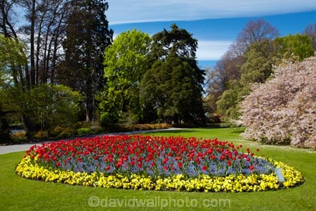 bloom;blooming;blooms;blooning;blossom;blossom-tree;blossom-trees;blossoms;Botanic-Garden;Botanic-Gardens;Botanical-Garden;Botanical-Gardens;Canterbury;Christchurch;Christchurch-Botanic-Gardens;Christchurch-Botanical-Gardens;Christchurch-Gardens;floral;flower;flower-bed;flower-beds;flower-garden;flower-gardens;flowers;garden;gardens;Hagley-Park;N.Z.;New-Zealand;NZ;public-flower-garden;public-garden;public-gardens;red;red-tulips;S.I.;SI;South-Is;South-Island;spring;spring-time;spring_time;springtime;Sth-Is;tulip;Tulipa;tulips;yellow;yellow-flowers