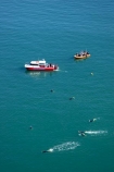 adventure-tourism;aerial;aerial-photo;aerial-photography;aerial-photos;aerial-view;aerial-views;aerials;Akaroa-Harbour;Banks-Peninsula;boat;boats;Canterbury;Cephalorhynchus-hectori;coast;coastal;coastline;coastlines;coasts;cruise;cruises;dolphin;Dolphin-Experience;dolphins;eco-tourism;eco_tourism;ecotourism;harbor;harbors;harbour;harbours;Hectors-Dolphin;Hectors-Dolphins;launch;launches;N.Z.;New-Zealand;NZ;ocean;oceans;S.I.;sea;shore;shoreline;shorelines;shores;SI;South-Island;swimmer;swimmers;swimming;tour-boat;tour-boats;tourism;tourist;tourist-boat;tourist-boats;water