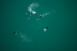 adventure-tourism;aerial;aerial-photo;aerial-photography;aerial-photos;aerial-view;aerial-views;aerials;Akaroa-Harbour;Banks-Peninsula;Canterbury;Cephalorhynchus-hectori;coast;coastal;coastline;coastlines;coasts;dolphin;Dolphin-Experience;dolphins;eco-tourism;eco_tourism;ecotourism;harbor;harbors;harbour;harbours;Hectors-Dolphin;Hectors-Dolphins;N.Z.;New-Zealand;NZ;ocean;oceans;S.I.;sea;shore;shoreline;shorelines;shores;SI;South-Island;swimmer;swimmers;swimming;water