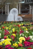 bloom;blooming;blooms;Canterbury;Christchurch;colour;colourful;flower;Flowers;fountain;fountains;fresh;grow;growth;N.Z.;New-Zealand;NZ;polyanthus;renew;S.I.;season;seasonal;seasons;SI;South-Is.;South-Island;spring;springtime;Town-Hall-Fountain;Victoria-Sq;Victoria-Sq.;Victoria-Square;water-feature