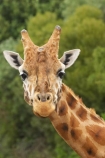 African;Baringo-Giraffe;Baringo-Giraffes;Canterbury;Christchurch;fauna;Giraffa-camelopardalis;Giraffa-camelopardalis-rothschildsi;Giraffidae;head;heads;long-neck;mammal;mammals;N.Z.;New-Zealand;Northern-Giraffe;Northern-Giraffes;NZ;Orana-Wildlife-Park;Rothschild-Giraffe;Rothschild-Giraffes;Rothschilds-Giraffe;Rothschilds-Giraffes;Rothschilds-Giraffe;Rothschilds-Giraffes;S.I;SI;South-Is;South-island;Ugandan-Giraffe;Ugandan-Giraffes;wildlife;wildlife-park;wildlife-parks;zoo;zoos