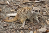 African;Canterbury;Christchurch;fauna;Grey-Meerkat;mammal;mammals;Meerkat;meerkats;mongoose;mongooses;N.Z.;New-Zealand;NZ;Orana-Wildlife-Park;S.I;SI;South-Is;South-island;Suricata-suricatta;suricate;suricates;wildlife;wildlife-park;wildlife-parks;zoo;zoos