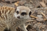 African;Canterbury;Christchurch;fauna;Grey-Meerkat;mammal;mammals;Meerkat;meerkats;mongoose;mongooses;N.Z.;New-Zealand;NZ;Orana-Wildlife-Park;S.I;SI;South-Is;South-island;Suricata-suricatta;suricate;suricates;wildlife;wildlife-park;wildlife-parks;zoo;zoos