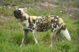 African;African-Hunting-Dog;African-Wild-Dog;Canidae;Canterbury;Cape-Hunting-Dog;carnivore;carnivorous;Christchurch;fauna;Lycaon-pictus;mammal;mammals;N.Z.;New-Zealand;NZ;Orana-Wildlife-Park;Painted-Hunting-Dog;painted-wolf;S.I;SI;South-Is;South-island;Wildehond;wildlife;wildlife-park;wildlife-parks;zoo;zoos