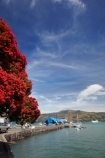 Akaroa;Akaroa-Harbor;Akaroa-Harbour;Akaroa-Wharf;Banks-Peninsula;Canterbury;dock;docks;flower;flowers;jetties;jetty;metrosideros-excelsa;N.Z.;native;native-plant;native-plants;New-Zealand;NZ;pier;piers;plant;plants;pohutakawa;pohutakawas;pohutukawa;pohutukawa-flower;pohutukawa-flowers;pohutukawa-tree;pohutukawa-trees;pohutukawas;quay;quays;S.I.;South-Is;South-Island;summer;tree;trees;waterside;wharf;wharfes;wharves