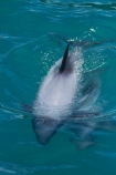 Akaroa;Akaroa-Harbor;Akaroa-Harbour;Banks-Peninsula;Canterbury;Cephalorhynchus;Cephalorhynchus-hectori;cetacean;cetaceans;dolphin;dolphins;Hectors-dolphin;Hectors-dolphin;mammal;mammals;marine-mammal;marine-mammals;N.Z.;New-Zealand;NZ;S.I.;South-Is;South-Island;wildlife