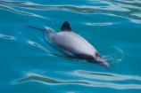Akaroa;Akaroa-Harbor;Akaroa-Harbour;Banks-Peninsula;Canterbury;Cephalorhynchus;Cephalorhynchus-hectori;cetacean;cetaceans;dolphin;dolphins;Hectors-dolphin;Hectors-dolphin;mammal;mammals;marine-mammal;marine-mammals;N.Z.;New-Zealand;NZ;S.I.;South-Is;South-Island;wildlife