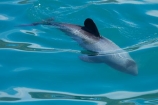 Akaroa;Akaroa-Harbor;Akaroa-Harbour;Banks-Peninsula;Canterbury;Cephalorhynchus;Cephalorhynchus-hectori;cetacean;cetaceans;dolphin;dolphins;Hectors-dolphin;Hectors-dolphin;mammal;mammals;marine-mammal;marine-mammals;N.Z.;New-Zealand;NZ;S.I.;South-Is;South-Island;wildlife