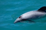 Akaroa-Harbor;Akaroa-Harbour;Canterbury;Cephalorhynchus;Cephalorhynchus-hectori;cetacean;cetaceans;dolphin;dolphins;Hectors-dolphin;Hectors-dolphin;mammal;mammals;marine-mammal;marine-mammals;N.Z.;New-Zealand;NZ;S.I.;SI;South-Is;South-Island;wildlife