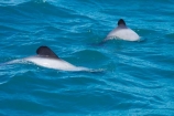 Akaroa;Akaroa-Harbor;Akaroa-Harbour;Banks-Peninsula;Canterbury;Cephalorhynchus;Cephalorhynchus-hectori;cetacean;cetaceans;dolphin;dolphins;Hectors-dolphin;Hectors-dolphin;mammal;mammals;marine-mammal;marine-mammals;N.Z.;New-Zealand;NZ;S.I.;South-Is;South-Island;wildlife