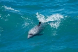 Akaroa;Akaroa-Harbor;Akaroa-Harbour;Banks-Peninsula;Canterbury;Cephalorhynchus;Cephalorhynchus-hectori;cetacean;cetaceans;dolphin;dolphins;Hectors-dolphin;Hectors-dolphin;mammal;mammals;marine-mammal;marine-mammals;N.Z.;New-Zealand;NZ;S.I.;South-Is;South-Island;wildlife
