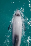 Akaroa;Akaroa-Harbor;Akaroa-Harbour;Banks-Peninsula;Canterbury;Cephalorhynchus;Cephalorhynchus-hectori;cetacean;cetaceans;dolphin;dolphins;Hectors-dolphin;Hectors-dolphin;mammal;mammals;marine-mammal;marine-mammals;N.Z.;New-Zealand;NZ;S.I.;South-Is;South-Island;wildlife