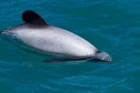 Akaroa-Harbor;Akaroa-Harbour;Canterbury;Cephalorhynchus;Cephalorhynchus-hectori;cetacean;cetaceans;dolphin;dolphins;Hectors-dolphin;Hectors-dolphin;mammal;mammals;marine-mammal;marine-mammals;N.Z.;New-Zealand;NZ;S.I.;SI;South-Is;South-Island;wildlife