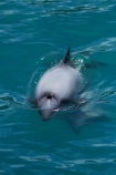 Akaroa-Harbor;Akaroa-Harbour;Canterbury;Cephalorhynchus;Cephalorhynchus-hectori;cetacean;cetaceans;dolphin;dolphins;Hectors-dolphin;Hectors-dolphin;mammal;mammals;marine-mammal;marine-mammals;N.Z.;New-Zealand;NZ;S.I.;SI;South-Is;South-Island;wildlife