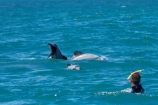 Akaroa;Akaroa-Harbor;Akaroa-Harbour;Banks-Peninsula;Canterbury;Cephalorhynchus;Cephalorhynchus-hectori;cetacean;cetaceans;dolphin;dolphins;Hectors-dolphin;Hectors-dolphin;mammal;mammals;marine-mammal;marine-mammals;N.Z.;New-Zealand;NZ;people;person;S.I.;South-Is;South-Island;swim;swimming;swimming-with-dolphins;swimming-with-the-dolphins;tourism;tourist;tourists;wildlife