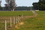 4-metres;4th-September-2010;Australasian-Harrier;Canterbury;crooked;Darfield;earhtrquake;earthquakes;fault-line;fault-lines;fault_line;fault_lines;faultline;faultlines;fence;fenceline;fencelines;fences;harriers;hawk;hawks;N.Z.;New-Zealand;NZ;S.I.;SI;South-Is.;South-Island