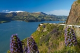 2011-earthquake;Banks-Peninsula;barrier;barriers;bluff;bluffs;Boraginaceae;Canterbury;Chch;Christchurch;Christchurch-earthquake;cliff;cliffs;closed;Diamond-Harbor;Diamond-Harbour;Echium;Echium-plant;Echium-plants;Echiums;Lyttelton-Harbour;N.Z.;New-Zealand;NZ;Port-Hills;Purau-Bay;purple-flower;purple-flowers;road-barrier;road-barriers;rockfall;S.I.;seasonal;seasons;SI;South-Is;South-Island;spring;spring-time;Sth-Is;Sumner-Rd;Sumner-Road