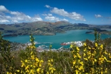 Banks-Peninsula;broom-plant;Canterbury;Chch;Christchurch;gondola-top-station;harbor;harbors;harbour;harbours;invasive-species;Lyttelton-Harbor;Lyttelton-Harbour;Mount-Cavendish;Mount-Cavendish-Gondola;Mt-Cavendish;Mt-Cavendish-Gondola;N.Z.;New-Zealand;noxious-weed;NZ;pest;Port-Hills;S.I.;SI;South-Is;South-Island;Sth-Is;top-station;yellow-flower;yellow-flowers