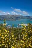 Banks-Peninsula;broom-plant;Canterbury;Chch;Christchurch;gondola-top-station;harbor;harbors;harbour;harbours;invasive-species;Lyttelton-Harbor;Lyttelton-Harbour;Mount-Cavendish;Mount-Cavendish-Gondola;Mt-Cavendish;Mt-Cavendish-Gondola;N.Z.;New-Zealand;noxious-weed;NZ;pest;Port-Hills;S.I.;SI;South-Is;South-Island;Sth-Is;top-station;yellow-flower;yellow-flowers