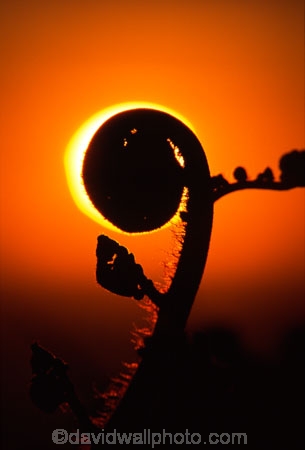 color;colors;colour;colours;dusk;ferns;fronds;icon;icons;koru;native;nature;orange;ponga;silhouette;silhouetted;silhouettes;symbol;symbols