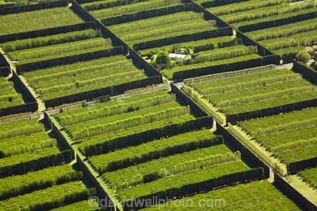 3544;aerial;aerial-photo;aerial-photograph;aerial-photographs;aerial-photography;aerial-photos;aerial-view;aerial-views;aerials;agricultural;agriculture;coromandel;coromandel-peninsula;country;countryside;crop;crops;farm;farming;farmland;farms;field;fields;fruit;fruit-tree;fruit-trees;geometric;green;horticulture;island;Kiwifruit-Orchard;Kiwifruit-Orchards;N.I.;N.Z.;new;New-Zealand;NI;north;North-Is;north-is.;North-Island;NZ;orchard;orchards;pattern;patterns;Pauanui,;peninsula;rectangle;rectangles;row;rows;rural;tree;trees;Waikato;zealand