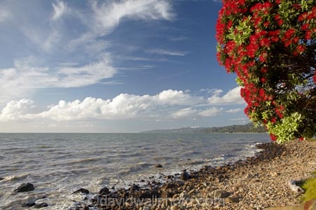 Bloom;coast;coastal;coastline;coastlines;coasts;Coromandel;Coromandel-Peninsula;crimson;flower;flowers;foreshore;metrosideros-excelsa;N.I.;N.Z.;New-Zealand;New-Zealand-Christmas-Tree;Ngarimu-Bay;NI;North-Is;North-Is.;North-Island;NZ;NZ-Christmas-Tree;ocean;plant;plants;pohutakawa;pohutakawas;pohutukawa;pohutukawa-flower;pohutukawa-flowers;Pohutukawa-Tree;pohutukawa-trees;pohutukawas;red;red-bloom;red-crimson;red-flower;red-flowers;sea;shore;shoreline;shorelines;shores;summer;Thames;Thames-Coast;tree;trees;Waikato;water