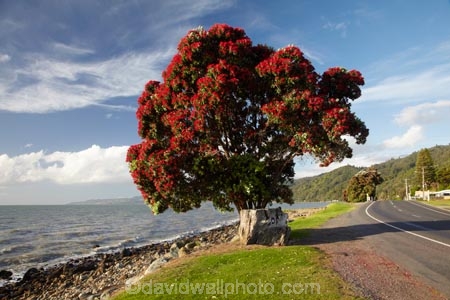 Bloom;coast;coastal;coastline;coastlines;coasts;Coromandel;Coromandel-Peninsula;crimson;flower;flowers;foreshore;metrosideros-excelsa;N.I.;N.Z.;New-Zealand;New-Zealand-Christmas-Tree;Ngarimu-Bay;NI;North-Is;North-Is.;North-Island;NZ;NZ-Christmas-Tree;ocean;plant;plants;pohutakawa;pohutakawas;pohutukawa;pohutukawa-flower;pohutukawa-flowers;Pohutukawa-Tree;pohutukawa-trees;pohutukawas;red;red-bloom;red-crimson;red-flower;red-flowers;sea;shore;shoreline;shorelines;shores;summer;Thames;Thames-Coast;tree;trees;Waikato;water