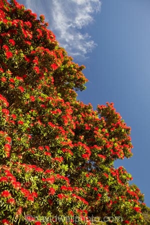 Bloom;Coromandel;Coromandel-Peninsula;crimson;flower;flowers;metrosideros-excelsa;N.I.;N.Z.;New-Zealand;New-Zealand-Christmas-Tree;NI;North-Is;North-Is.;North-Island;NZ;NZ-Christmas-Tree;plant;plants;pohutakawa;pohutakawas;pohutukawa;pohutukawa-flower;pohutukawa-flowers;Pohutukawa-Tree;pohutukawa-trees;pohutukawas;red;red-bloom;red-crimson;red-flower;red-flowers;summer;Thames;Thames-Coast;tree;trees;Waikato