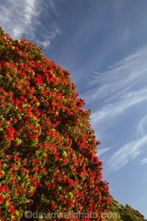Bloom;Coromandel;Coromandel-Peninsula;crimson;flower;flowers;metrosideros-excelsa;N.I.;N.Z.;New-Zealand;New-Zealand-Christmas-Tree;NI;North-Is;North-Is.;North-Island;NZ;NZ-Christmas-Tree;plant;plants;pohutakawa;pohutakawas;pohutukawa;pohutukawa-flower;pohutukawa-flowers;Pohutukawa-Tree;pohutukawa-trees;pohutukawas;red;red-bloom;red-crimson;red-flower;red-flowers;summer;Thames;Thames-Coast;tree;trees;Waikato