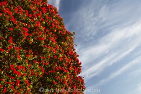 Bloom;Coromandel;Coromandel-Peninsula;crimson;flower;flowers;metrosideros-excelsa;N.I.;N.Z.;New-Zealand;New-Zealand-Christmas-Tree;NI;North-Is;North-Is.;North-Island;NZ;NZ-Christmas-Tree;plant;plants;pohutakawa;pohutakawas;pohutukawa;pohutukawa-flower;pohutukawa-flowers;Pohutukawa-Tree;pohutukawa-trees;pohutukawas;red;red-bloom;red-crimson;red-flower;red-flowers;summer;Thames;Thames-Coast;tree;trees;Waikato