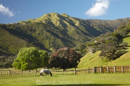 agricultural;agriculture;Coromandel;Coromandel-Peninsula;country;countryside;farm;farming;farmland;farms;fence;fence-line;fence-lines;fence_line;fence_lines;fenceline;fencelines;fences;field;fields;flower;flowers;horse;horses;meadow;meadows;metrosideros-excelsa;N.I.;N.Z.;New-Zealand;NI;North-Is;North-Is.;North-Island;NZ;paddock;paddocks;pasture;pastures;plant;plants;pohutakawa;pohutakawas;pohutukawa;pohutukawa-flower;pohutukawa-flowers;pohutukawa-tree;pohutukawa-trees;pohutukawas;Port-Jackson-Rd;Port-Jackson-Road;rural;tree;trees;Waikato